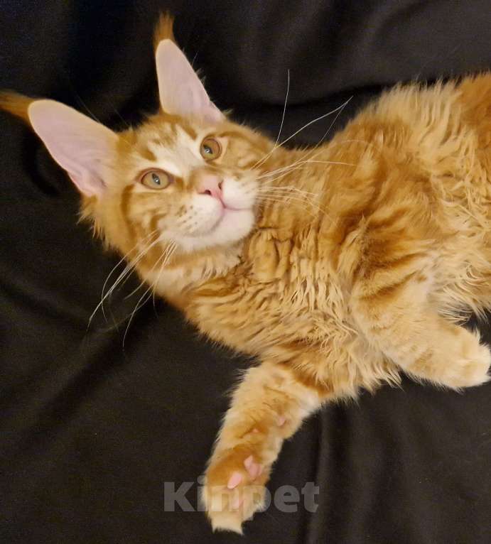 Кошки в Москве: Пресненские котята породы мейн-кун. Арт Мальчик, 55 000 руб. - фото 4