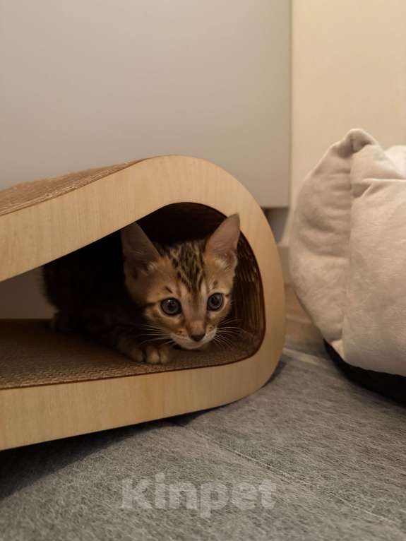 Кошки в Москве: Бенгальский котенок, продадим срочно! Девочка, 20 000 руб. - фото 6
