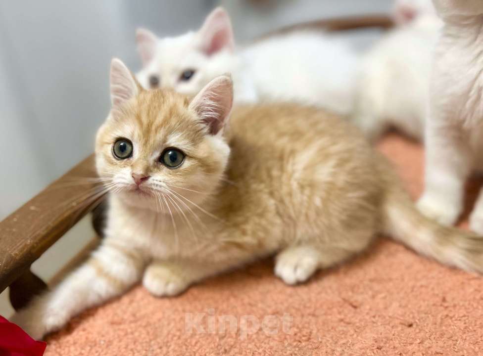 Кошки в Москве: Котик золотая шиншилла  Мальчик, 25 000 руб. - фото 5
