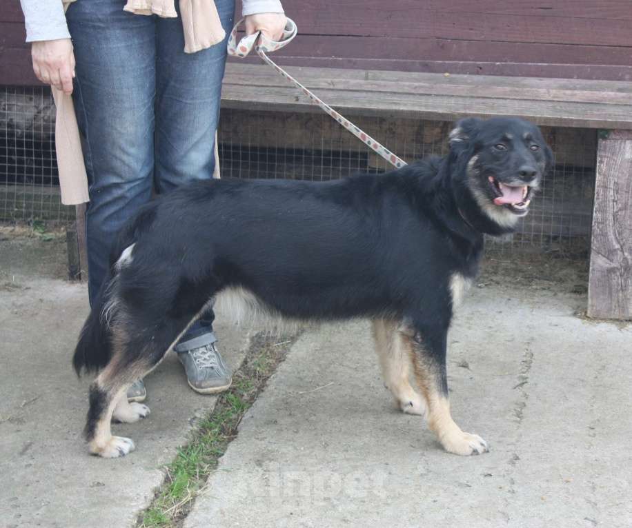 Собаки в Москве: Ласкуша Алиса живет и надеется найти свою родную семью Девочка, Бесплатно - фото 6