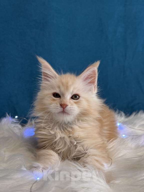 Кошки в Москве: Мальчик шадед линий Мальчик, 75 000 руб. - фото 2