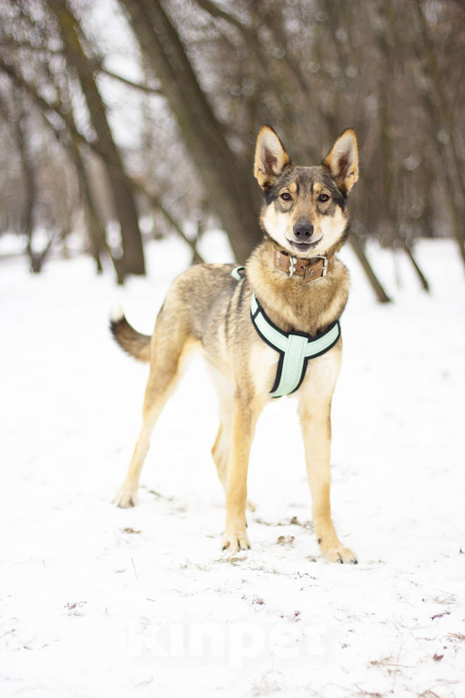 Собаки в Москве: Очаровательная дружелюбная Авери в поисках дома Девочка, Бесплатно - фото 1