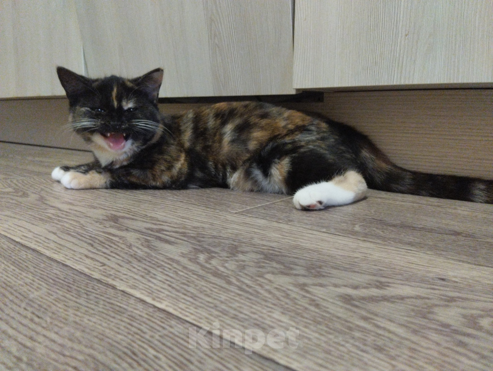 Кошки в других городах Ленинградской области: Отдам кошку. Зовут Шася. Девочка, 1 руб. - фото 6