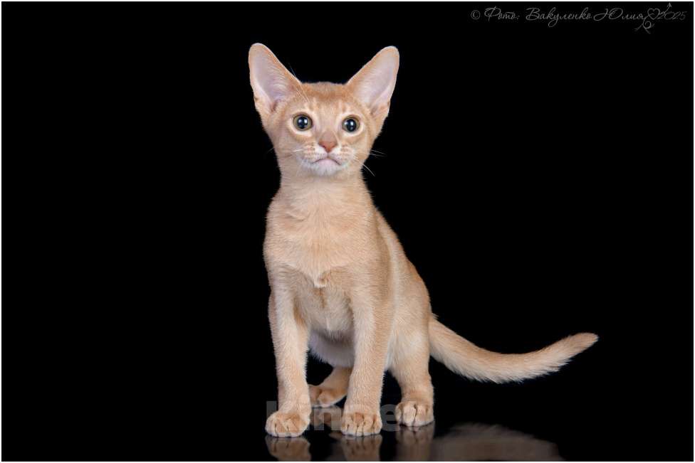 Кошки в Москве: Абиссинский котенок фавн Мальчик, 180 000 руб. - фото 2