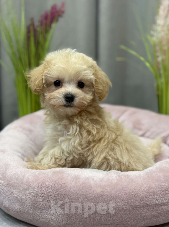 Собаки в Москве: Мальтипу мальчик 1 Мальчик, 150 000 руб. - фото 7