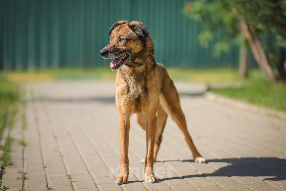 Собаки в Москве: Верта Девочка, Бесплатно - фото 6