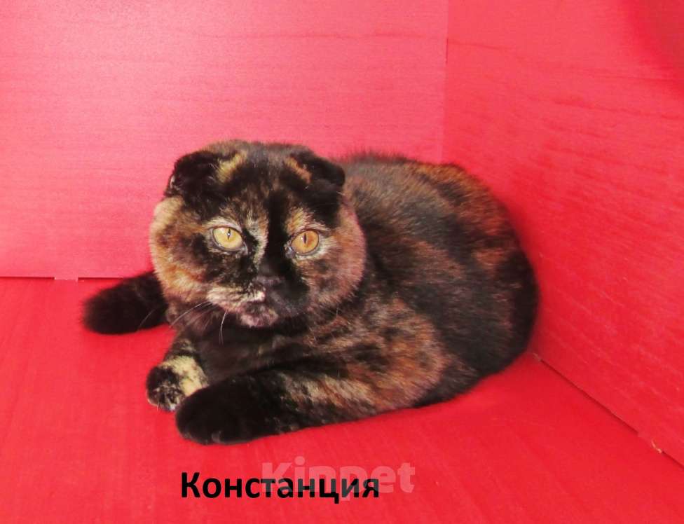 Кошки в Санкт-Петербурге: шотландская кошечка в разведение или в любимцы Девочка, Бесплатно - фото 1