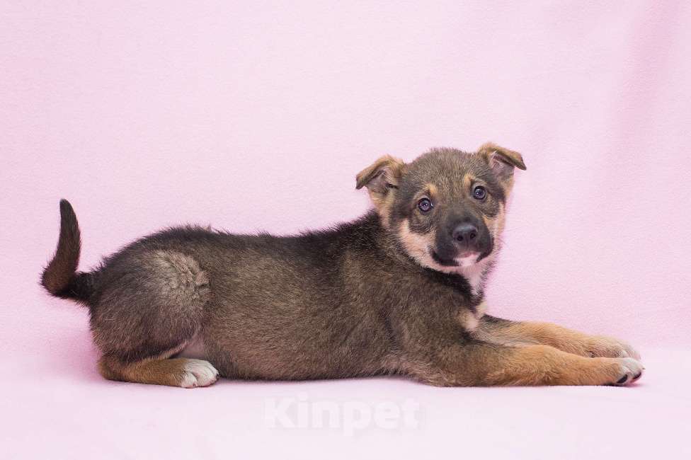 Собаки в Москве: Самый умный щеночек в мире Девочка, Бесплатно - фото 2