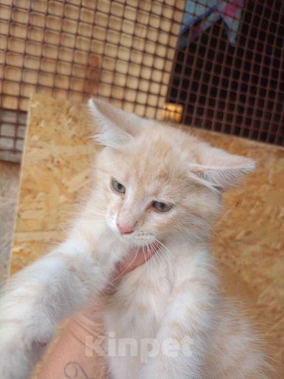 Кошки в других городах Ростовской области: Персиково- белый мальчишка ищет дом. Мальчик, Бесплатно - фото 2