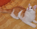Кошки в белоозёрском: Коржик с изюминкой ищет дом!  Мальчик, 100 руб. - фото 3