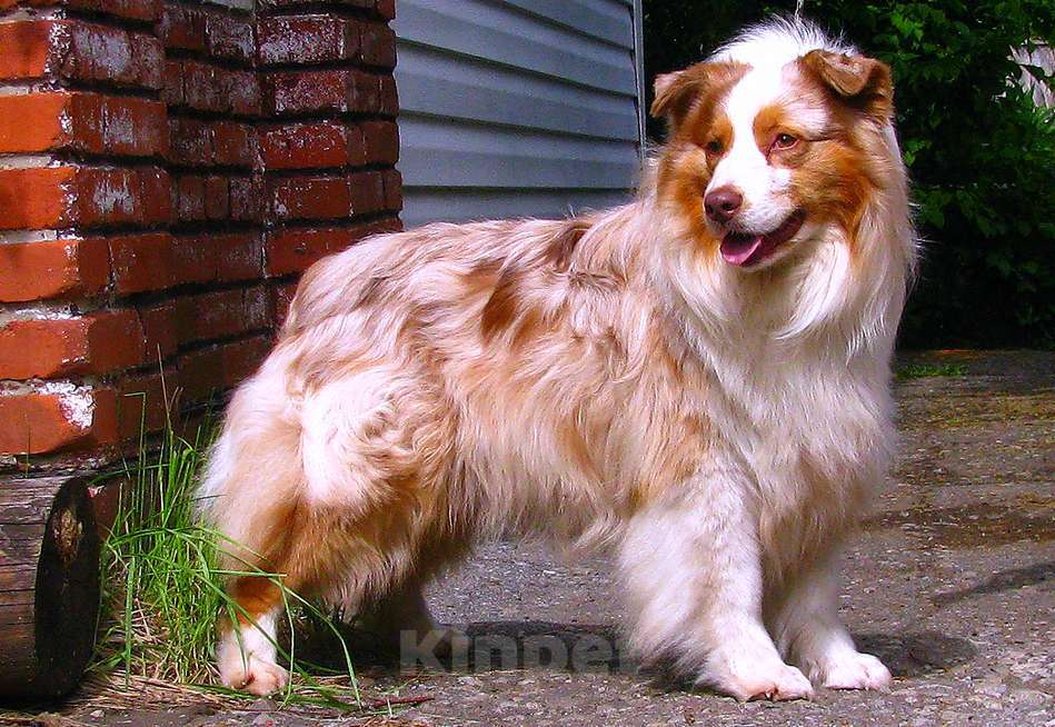 Собаки в Москве: Красивый кобелёк Австралийской овчарки Мальчик, 50 000 руб. - фото 5