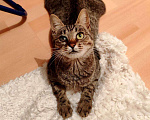 Кошки в Москве: Кошка Бусинка ищет дом! Девочка, Бесплатно - фото 2