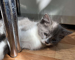 Кошки в Брянске: Котята  Мальчик, 100 руб. - фото 2