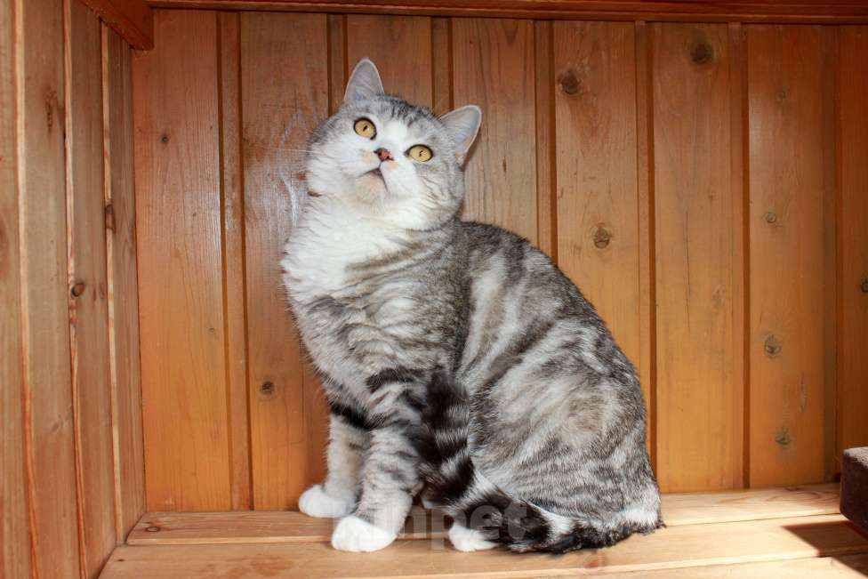 Кошки в Санкт-Петербурге: Мрамор на серебре шикарная красавица Девочка, 1 000 руб. - фото 3