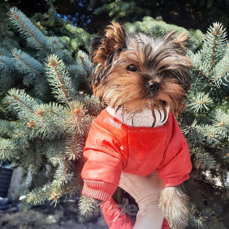 Собаки в Набережных Челнах: Леон,йоркширский терьер Мальчик, 38 000 руб. - фото 8