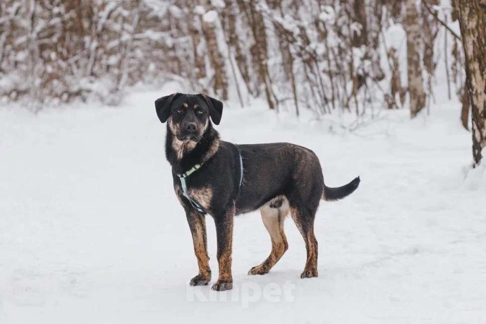 Собаки в Москве: Щенок в добрые руки Мальчик, Бесплатно - фото 1