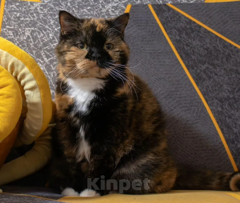 Кошки в Москве: Британская короткошёрстная, взрослая кошка Девочка, Бесплатно - фото 3