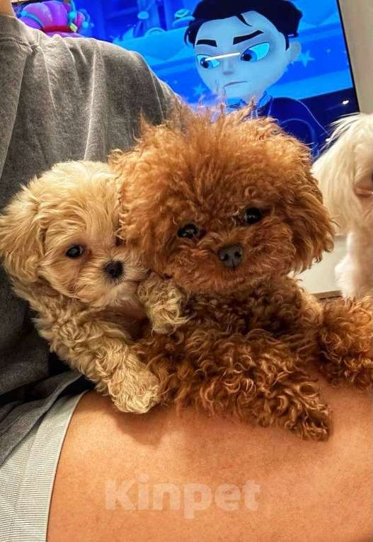 Собаки в Калининграде: Вязкa микpo тикап пудeль Корея Мальчик, 35 000 руб. - фото 6