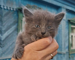 Кошки в Калуге: Котёнок Девочка, Бесплатно - фото 1
