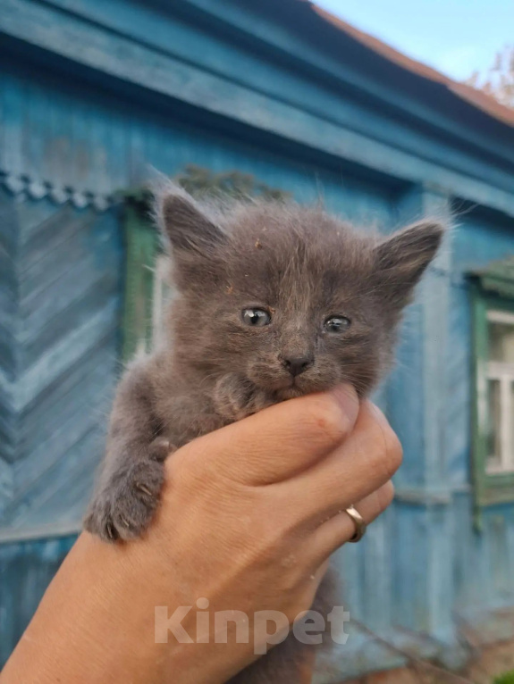 Кошки в Калуге: Котёнок Девочка, Бесплатно - фото 1