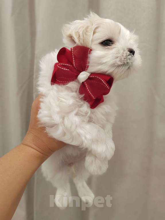 Собаки в Краснодаре: Мальтийская балонка мальчик Мальчик, 45 000 руб. - фото 4