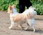 Собаки в Керчи: Чихуахуа, 75 000 руб. - фото 2