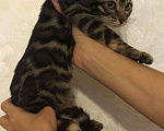 Кошки в Ливны: Бенгальский котик, 25 000 руб. - фото 1