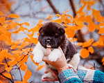 Собаки в Москве: Шикарные малыши американской акиты Девочка, 150 000 руб. - фото 4