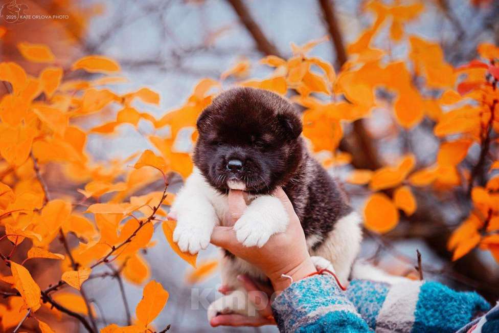 Собаки в Москве: Шикарные малыши американской акиты Девочка, 150 000 руб. - фото 4