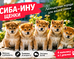 Собаки в Москве: Сиба ину мальчики на ноябрь Мальчик, 60 000 руб. - фото 1