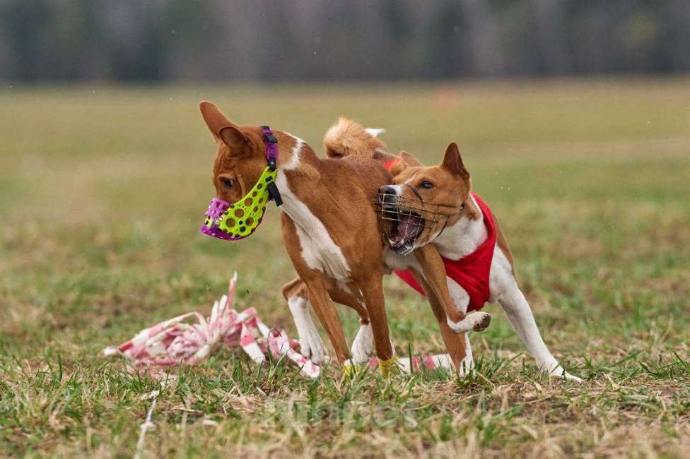Собаки в Щелково: Неоднократный Чемпион России ищет девочку. Мальчик, 10 000 руб. - фото 2