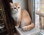 Кошки в Москве: шотландская золотая кошечка Девочка, 25 000 руб. - фото 2
