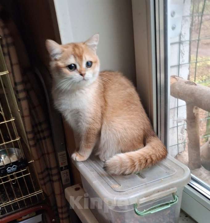 Кошки в Москве: шотландская золотая кошечка Девочка, 25 000 руб. - фото 2