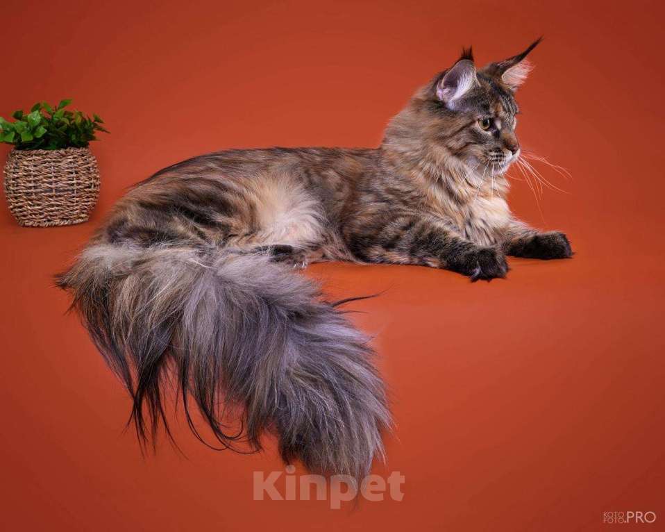 Кошки в Новосибирске: Продам кота породы Мейнкун  Мальчик, 45 000 руб. - фото 6