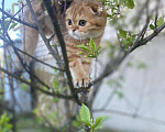 Кошки в Нижнем Новгороде: Шотландский котик Мальчик, 20 000 руб. - фото 3