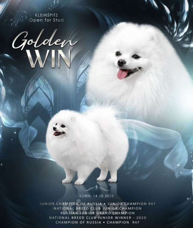 Собаки в Москве: Продам щенков мини шпицев Девочка, Бесплатно - фото 3