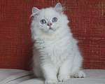 Кошки в Челябинске: Котик хайленд страйт с синими глазами. Мальчик, 25 000 руб. - фото 5