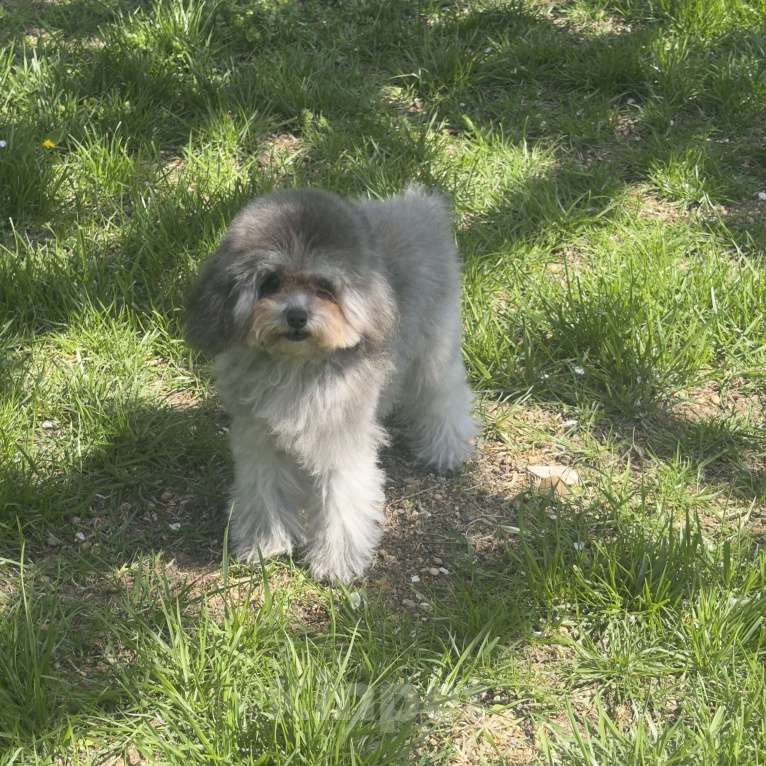 Собаки в Краснодаре: Тедди пудель Китай 🇨🇳 Девочка, 120 000 руб. - фото 3