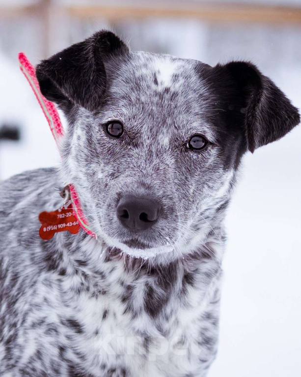 Собаки в Москве: Собака из приюта в добрые руки! Девочка, Бесплатно - фото 5