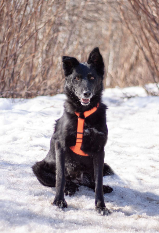 Собаки в Москве: Бывшедомашняя Венди, которую предали, снова мечтает стать счастливой Девочка, Бесплатно - фото 1