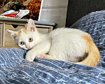 Кошки в Старом Купавне: Котята Мальчик, Бесплатно - фото 2