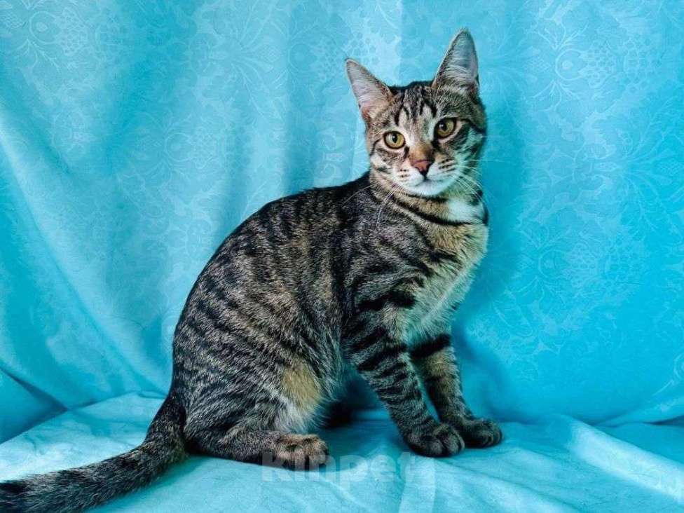 Кошки в Москве: Каспера никто не замечает Мальчик, Бесплатно - фото 1