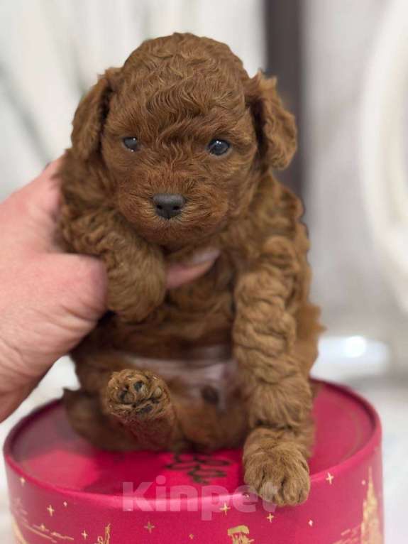 Собаки в Москве: той-пудель тедди девочки Девочка, 150 000 руб. - фото 3