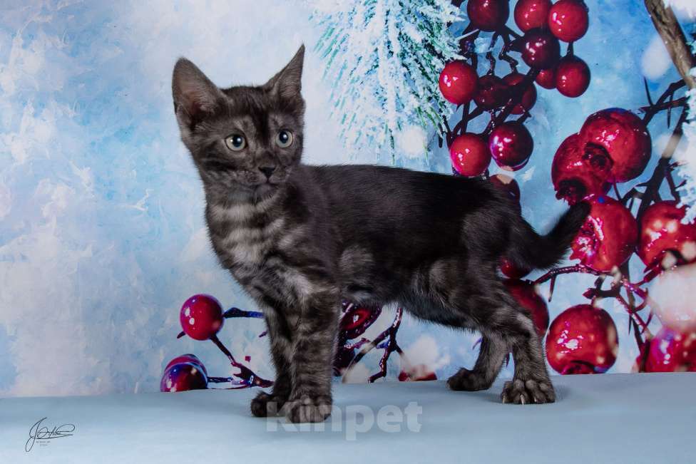 Кошки в Москве: Бугатти Девочка, 55 000 руб. - фото 3