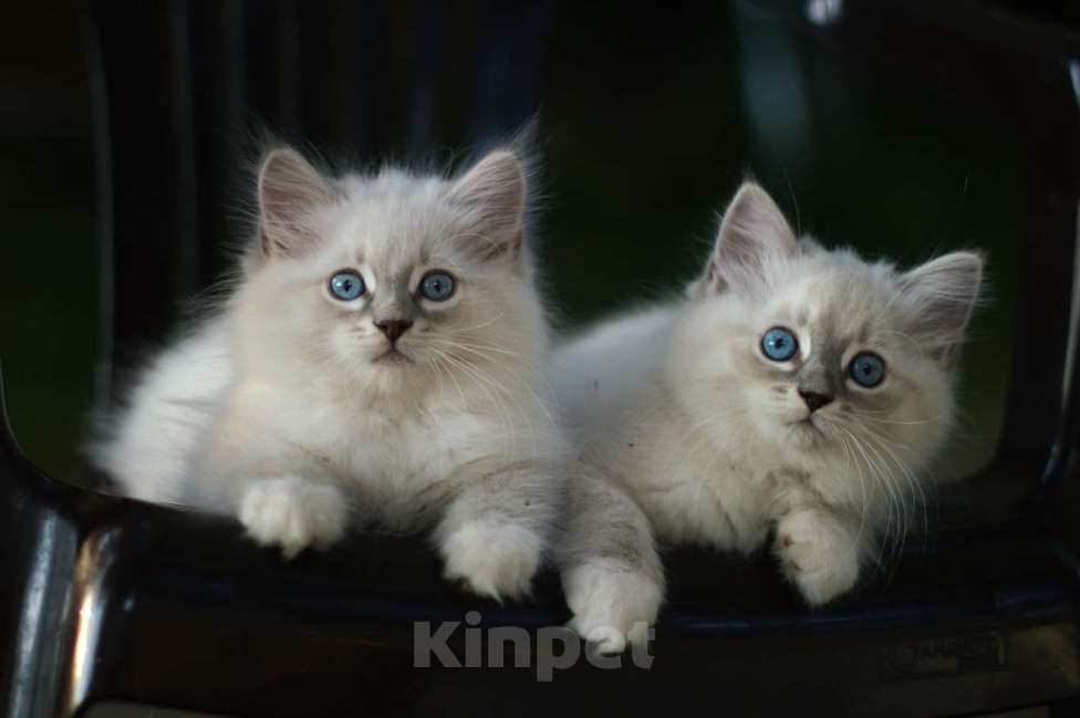 Кошки в Санкт-Петербурге: невский маскарадный мальчик Мальчик, Бесплатно - фото 5
