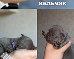 Собаки в Ростове-на-Дону: малыши французского бульдога  Мальчик, 50 000 руб. - фото 4