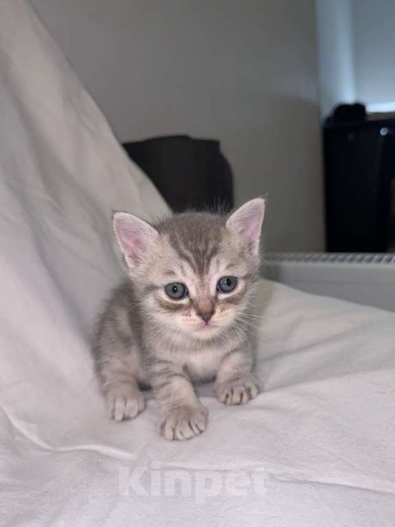 Кошки в Москве: Продаю шотландского прямоухого котенка Мальчик, 15 000 руб. - фото 1