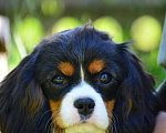 Собаки в Долгопрудном: Щенки Кавалер кинг чарльз спаниель.  Девочка, 54 000 руб. - фото 1