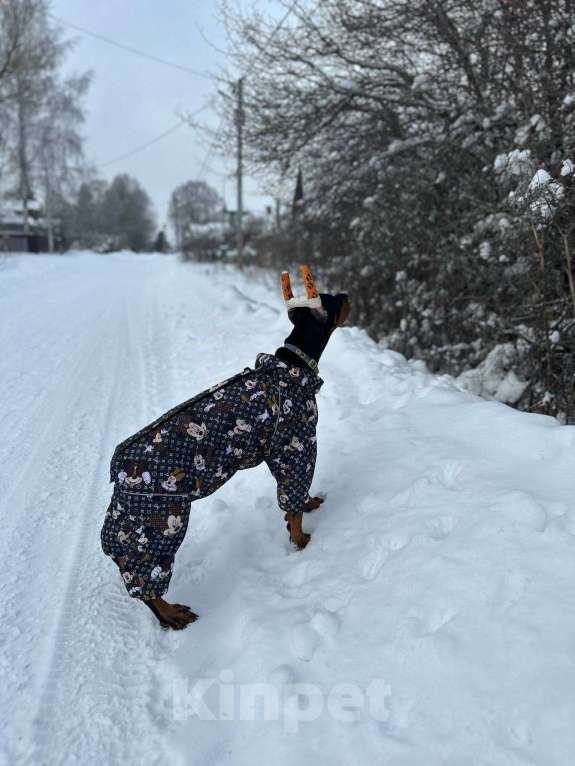 Собаки в Клине: Девочка 3 мес. Девочка, 120 000 руб. - фото 6