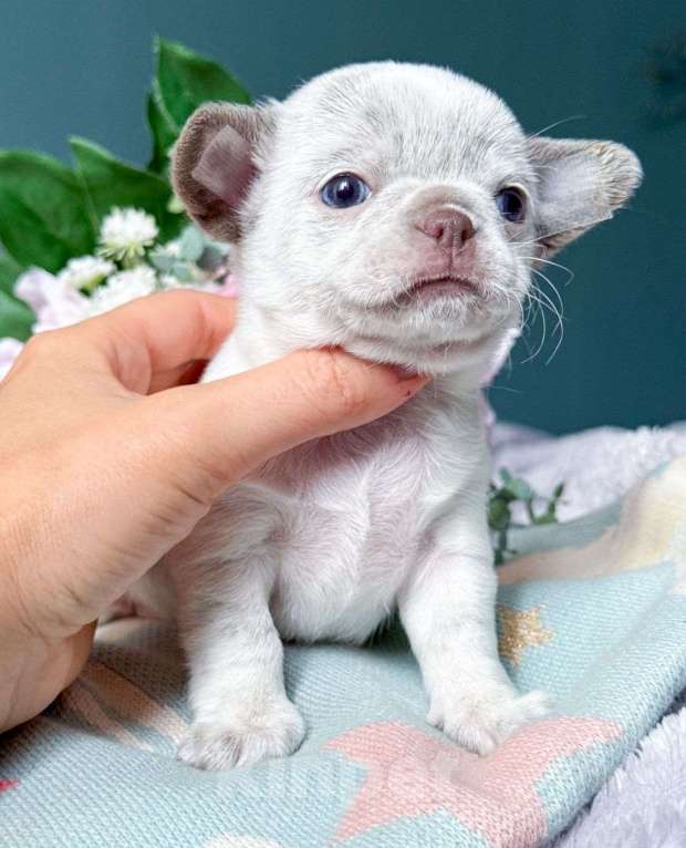 Собаки в Москве: Очень красивая девочка Веснушечка ???? Девочка, 65 000 руб. - фото 3